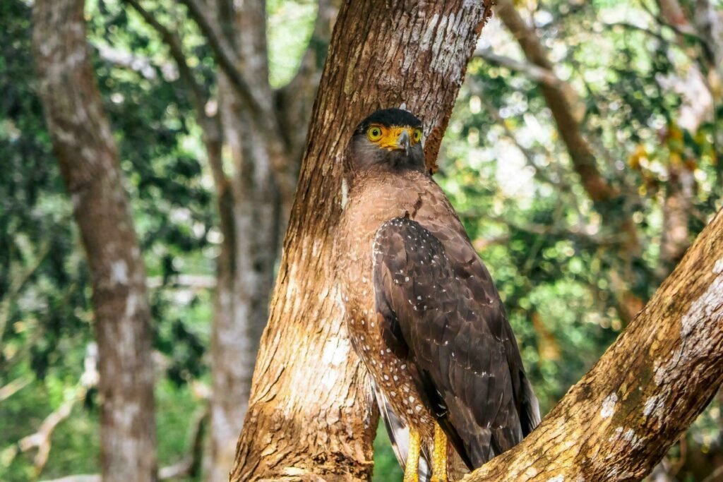 Visiter le Sri Lanka