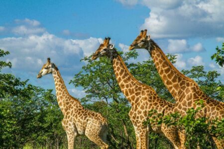 Voyager en Afrique du Sud : 13 choses à savoir avant de partir