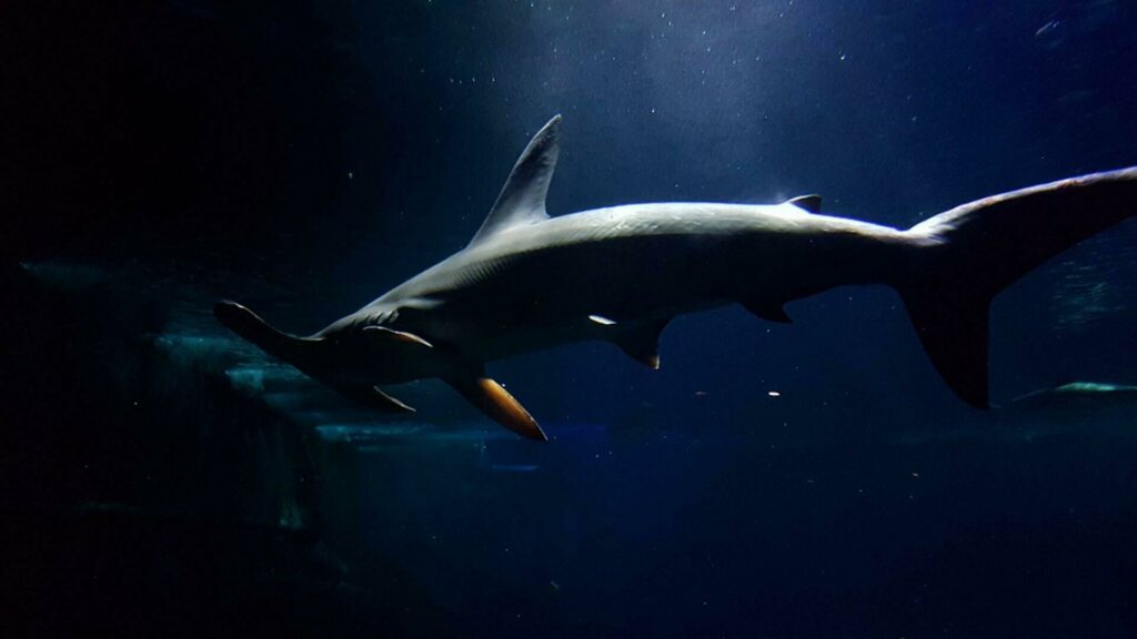 Requin marteau à l'aquarium de Biarritz