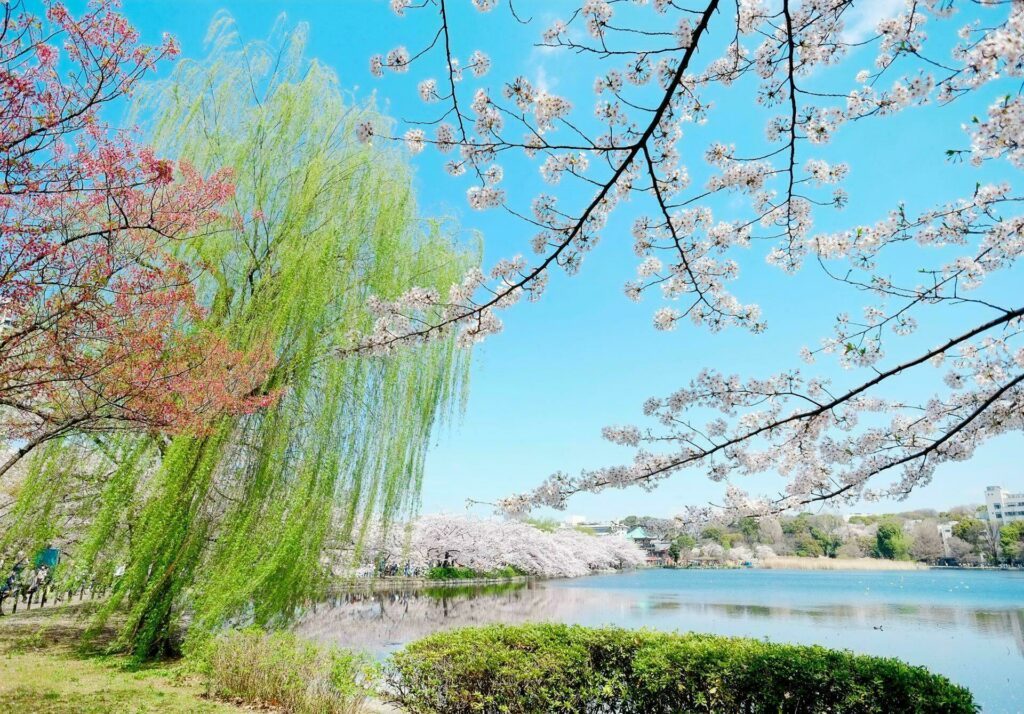 cerisier Japon