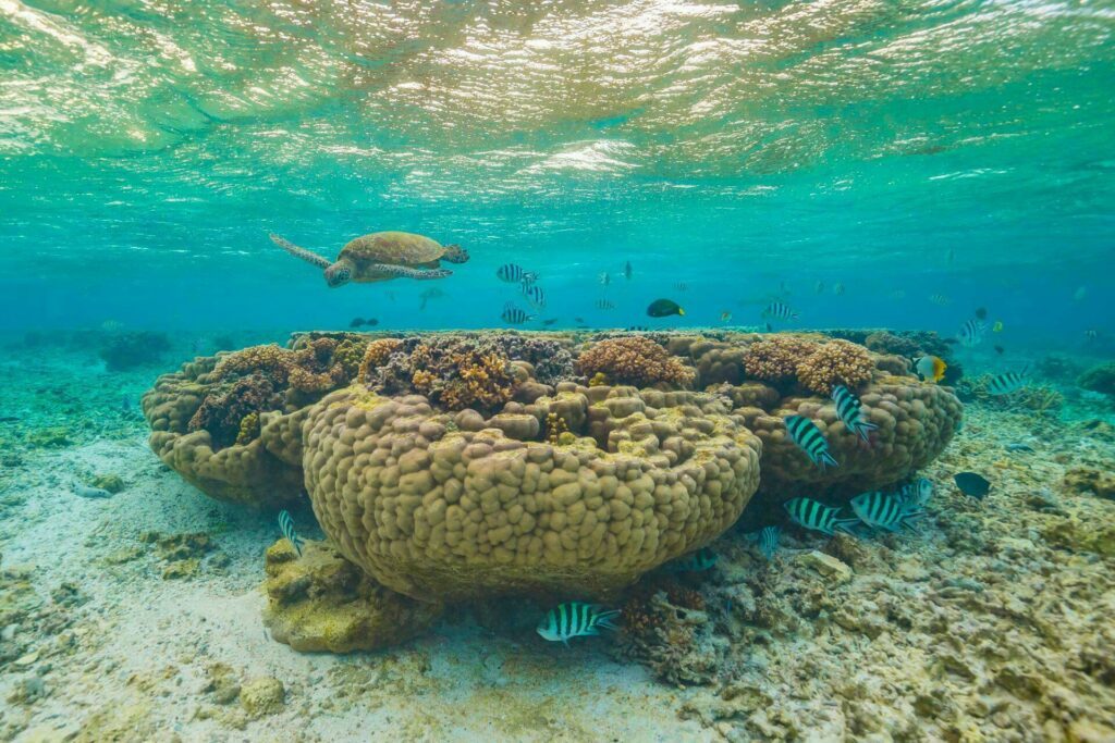 corail Australie