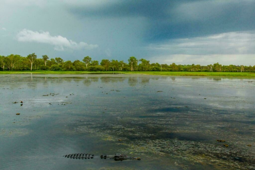 crocodile Kakadu