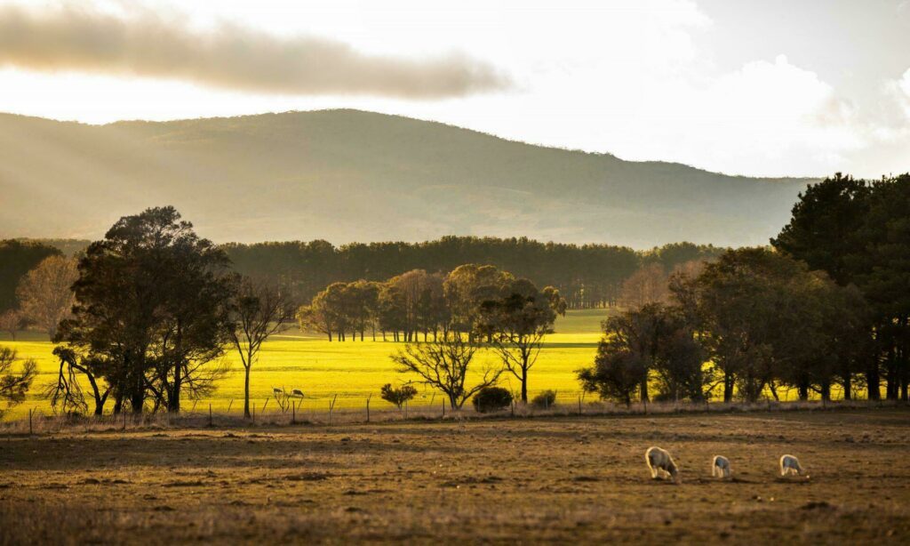 ferme australienne