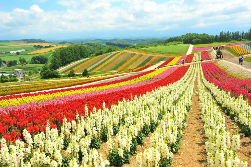 fleurs Hokkaido