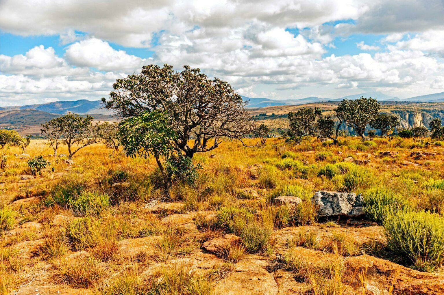 Voyager en Afrique du Sud : 13 choses à savoir avant de partir