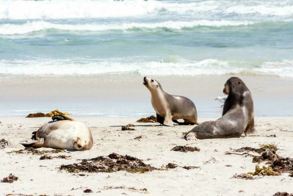 kangaroo island