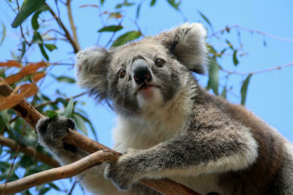 koala Australie