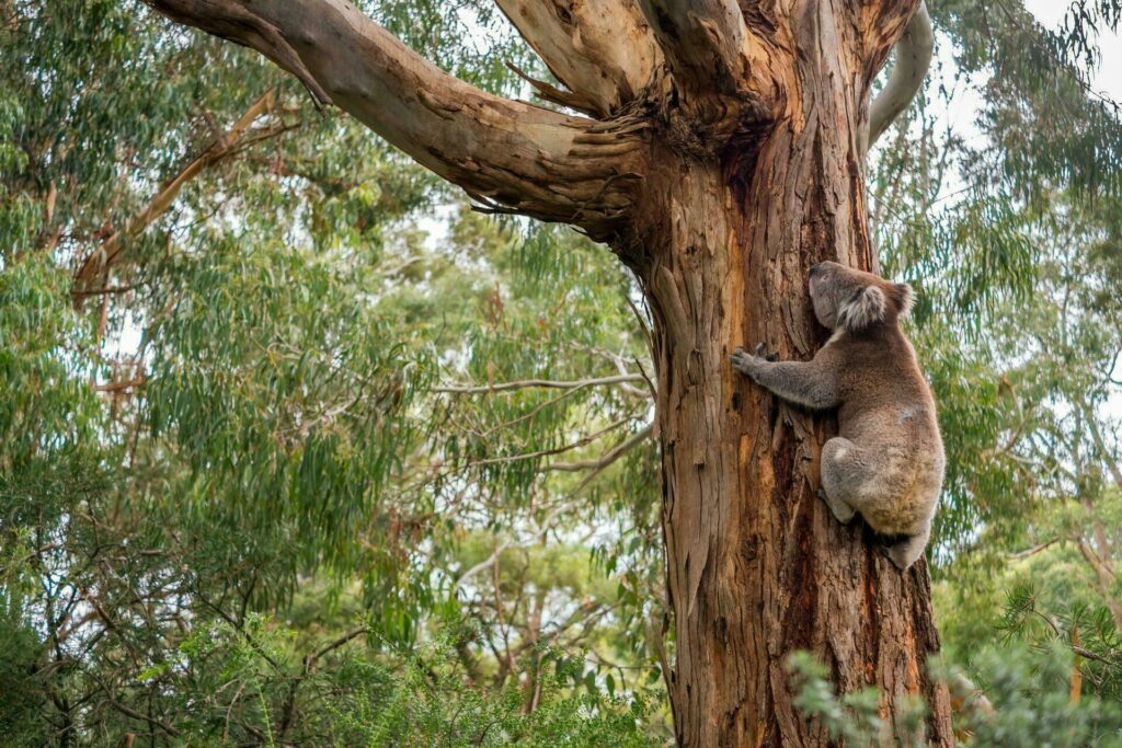 koala Australie