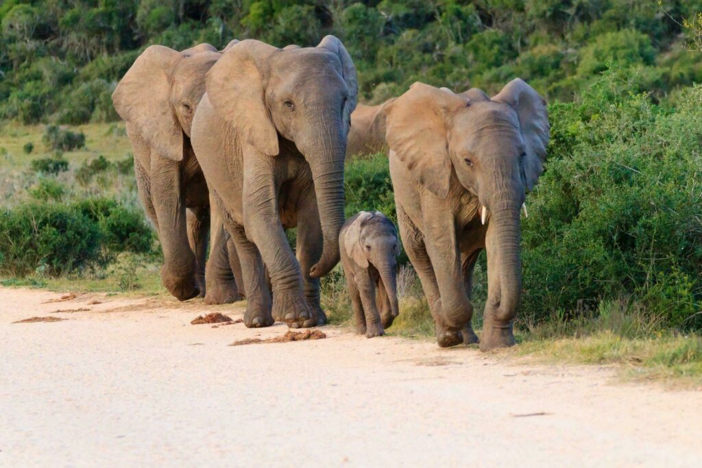 parc Addo elephants