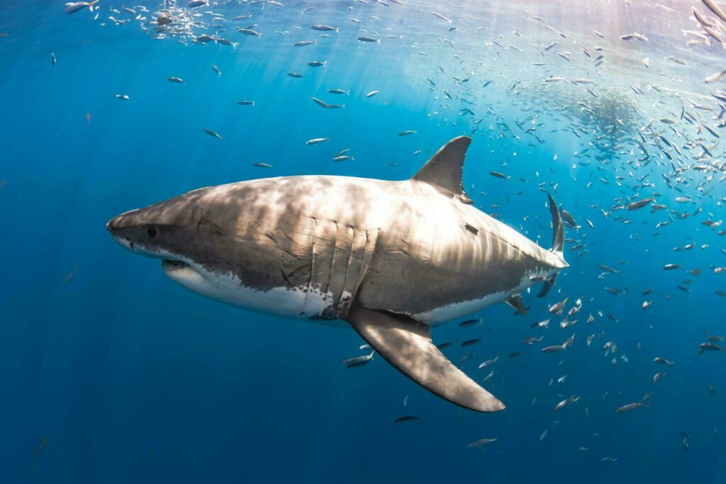 requin blanc