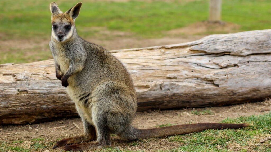 wallaby Canberra