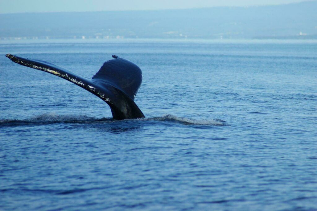 baleine Québec