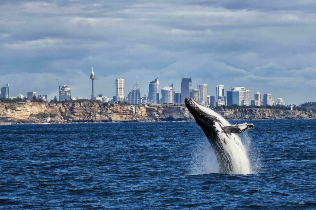 baleine Sydney