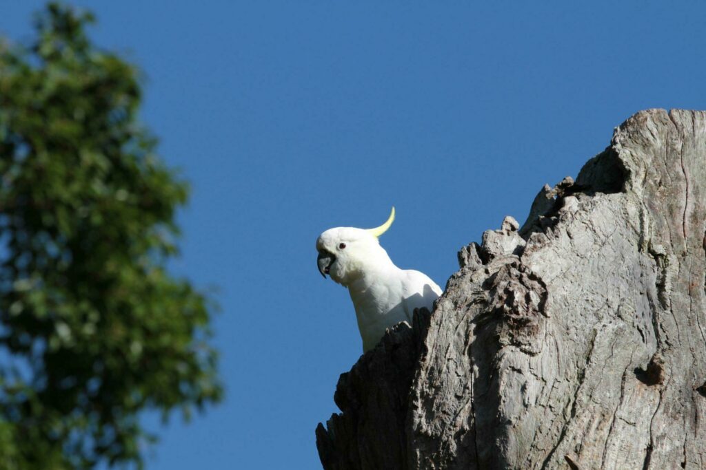 kakadu ogród botaniczny
