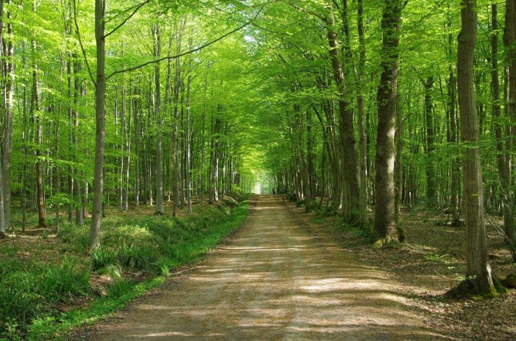 La forêt de Montmorency à Paris