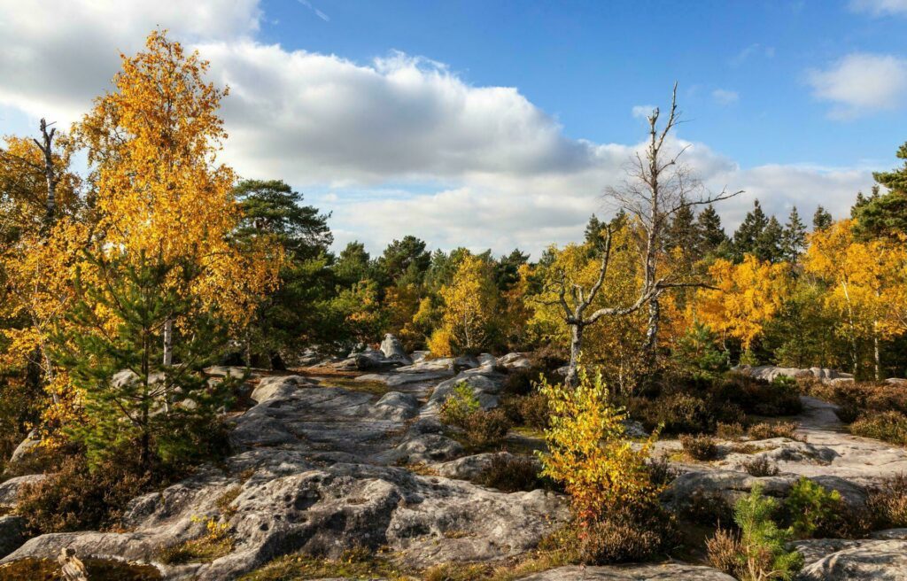 foret-Fontainebleau-autour-de-paris