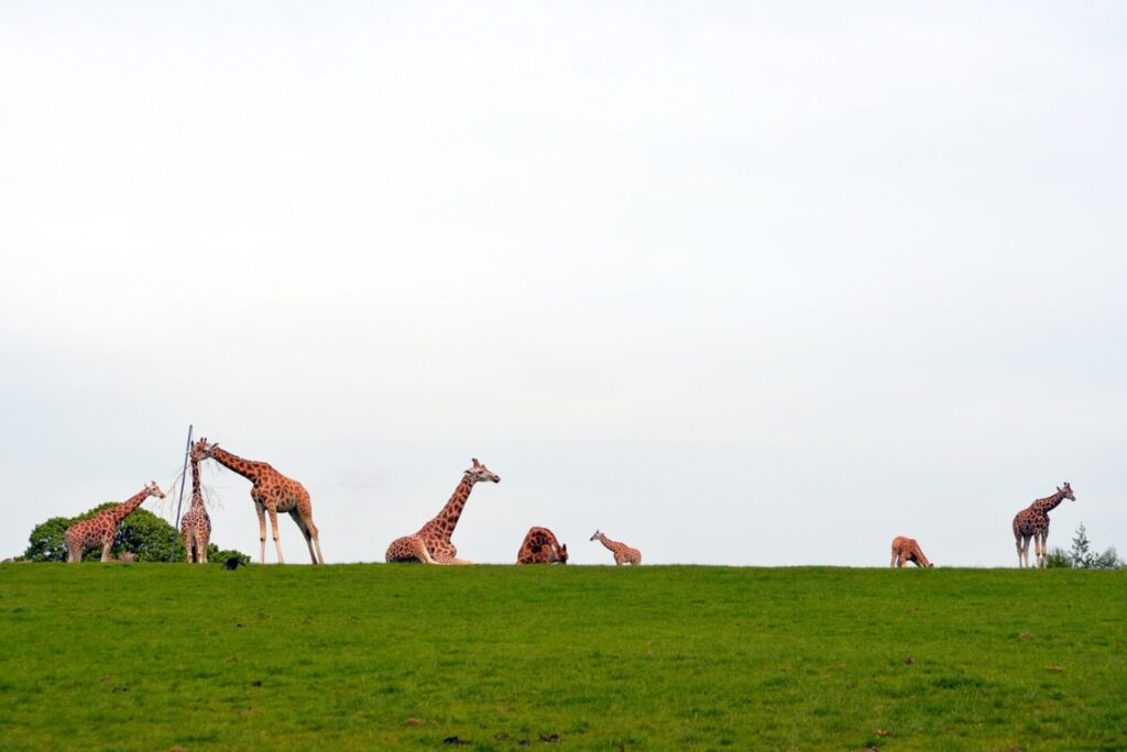 Les vastes enclos du Fota Wildlife Park à côté de Cork