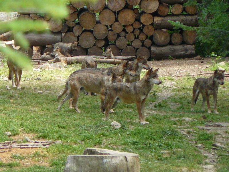 Meute de loups et jeunes louveteaux dans le parc Alpha de Saint-Martin-Vésubie