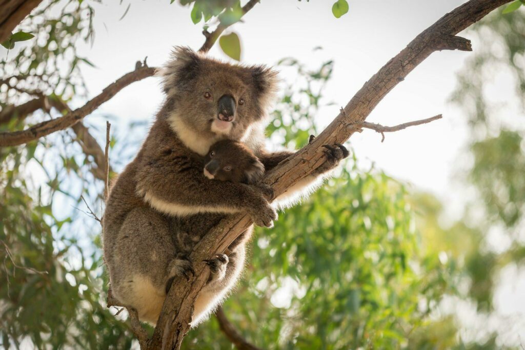 Zoo Adelaide