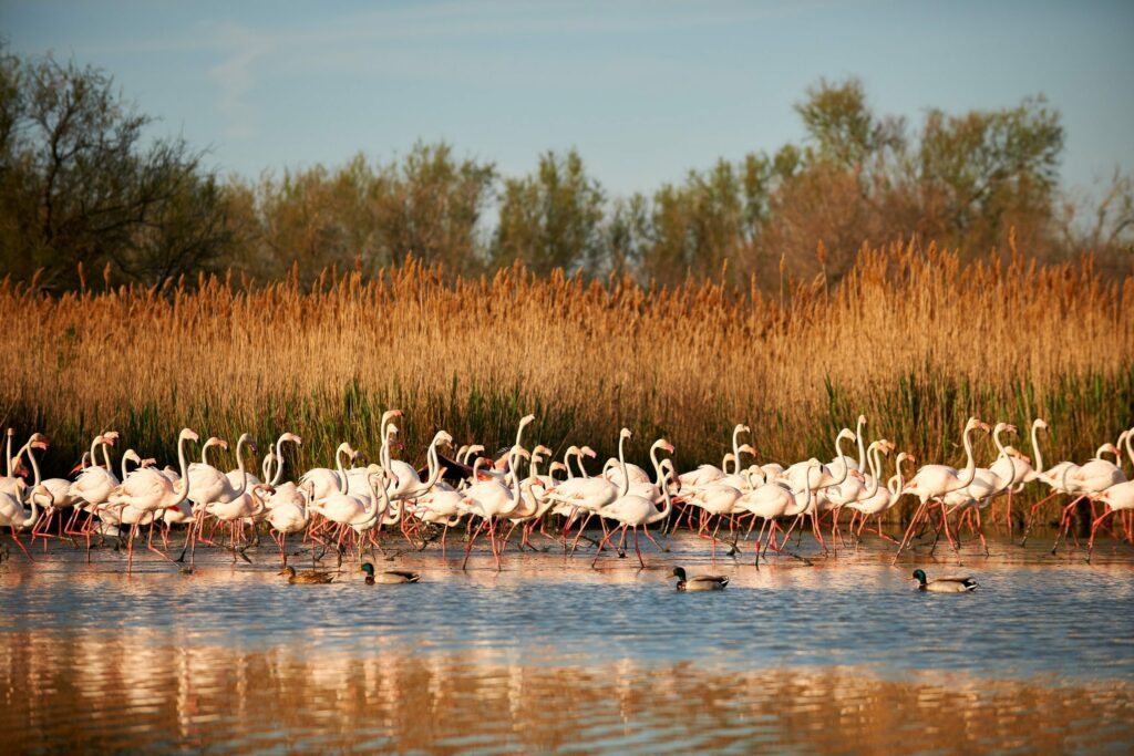 camargue autour de montpellier