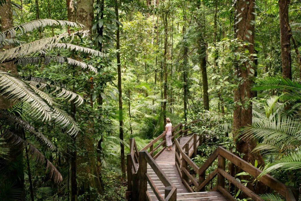 Daintree forest