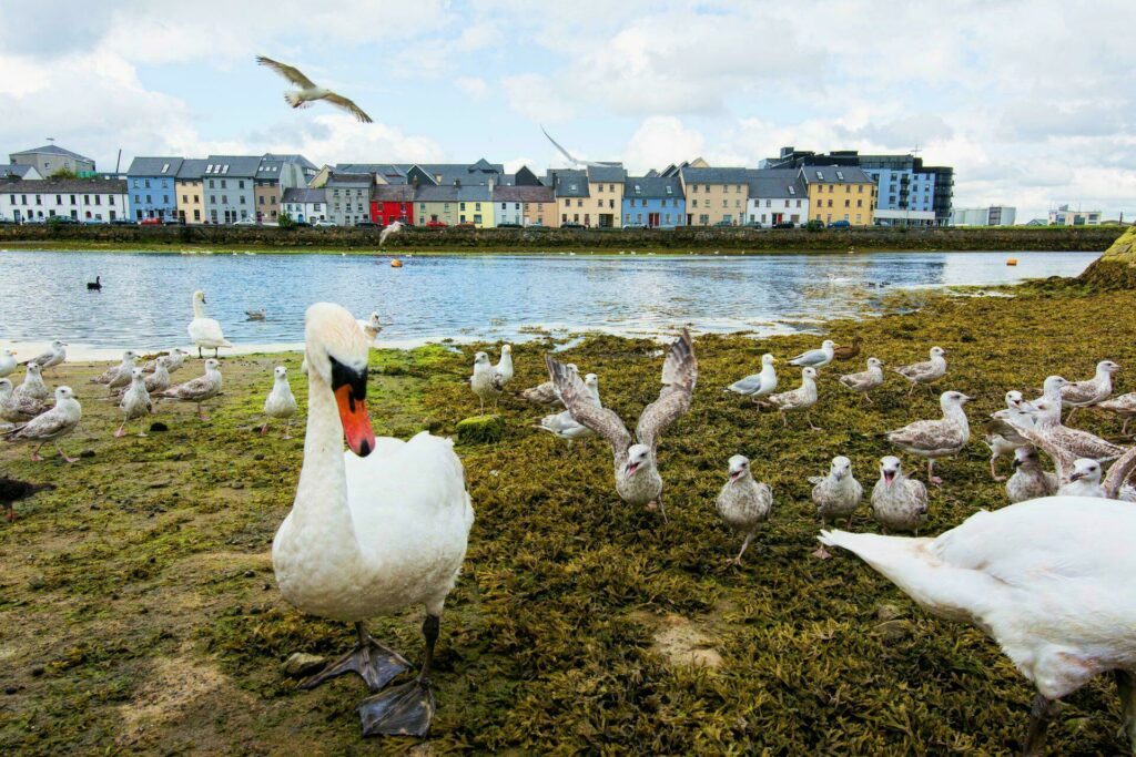 Galway Irlande