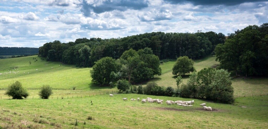 Paysage de prairies verdoyantes et forêt en ardennes françaises