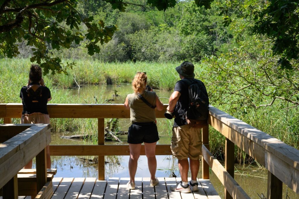 Point d'observation à la Réserve ornithologique du Teich , autour de Bordeaux