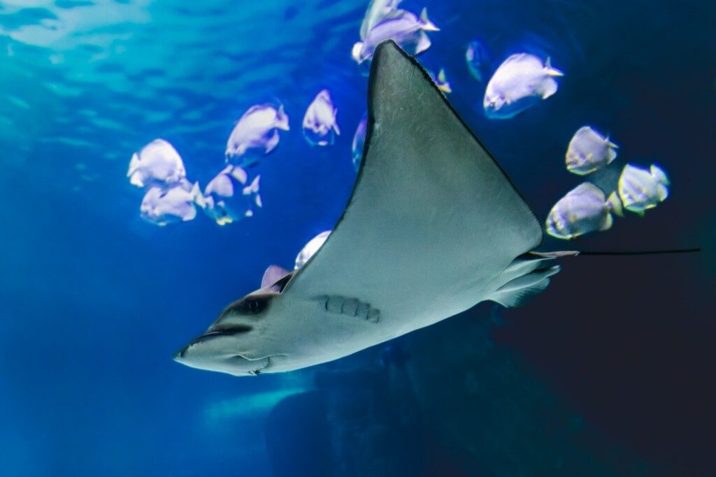 Raie à Nausicaá, Boulogne-sur-Mer, autour de Lille