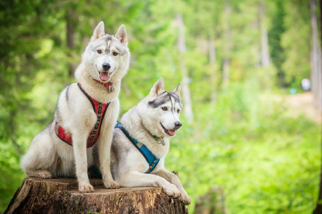 Une promenade en chien de traîneau ?