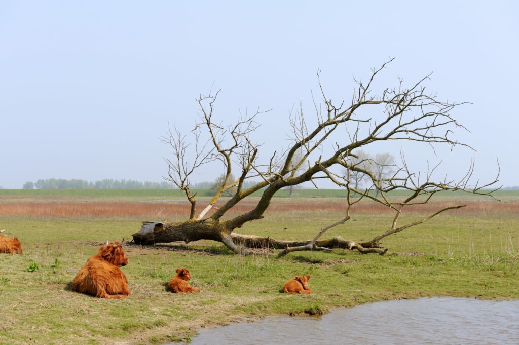 île de Tiengemeten