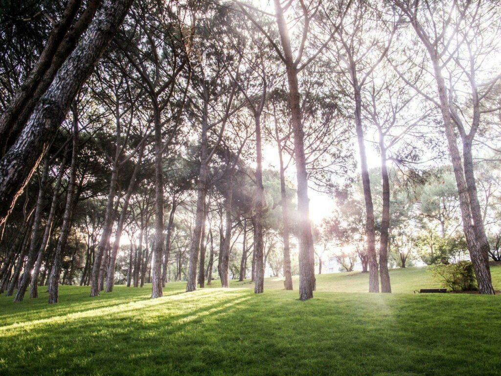 Verdure au coeur du Parque del Oeste