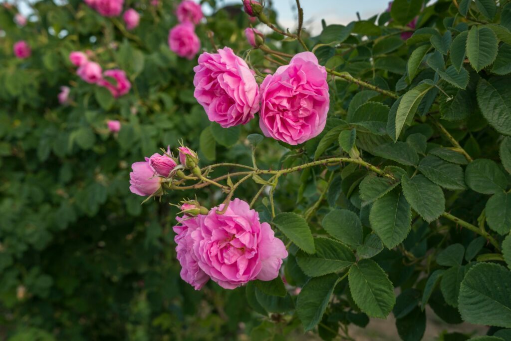 rose Damascena