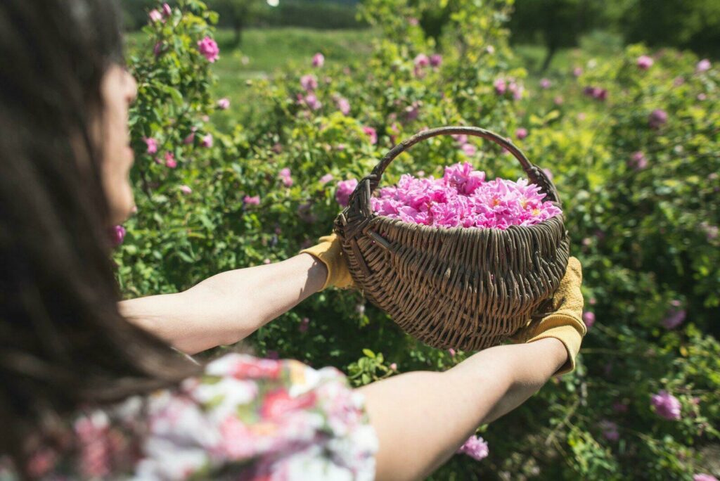 Vallée des Roses