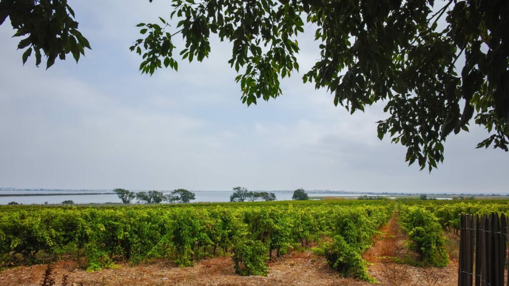 Les vignes de Maguelone