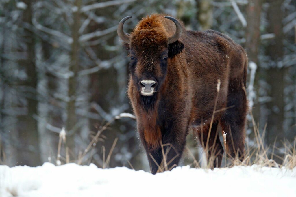 Parc Bialowieza en Pologne