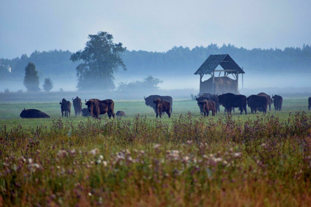 bisons Bialowieza