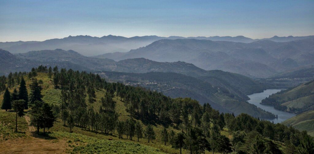 forêt Portugal