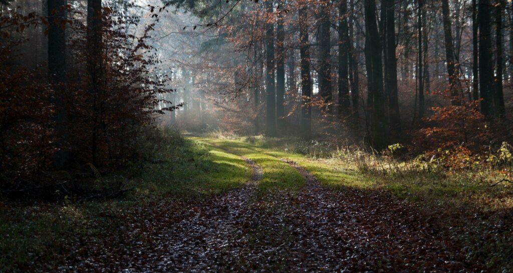 forêt Rold Danemark