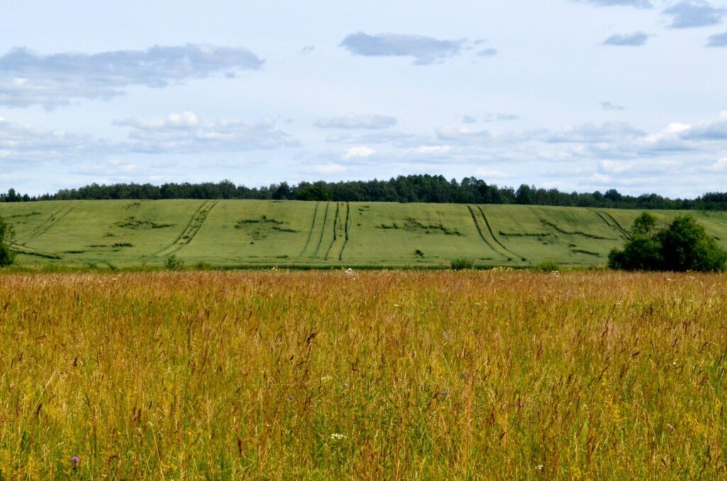 champs de céréales en Lettonie