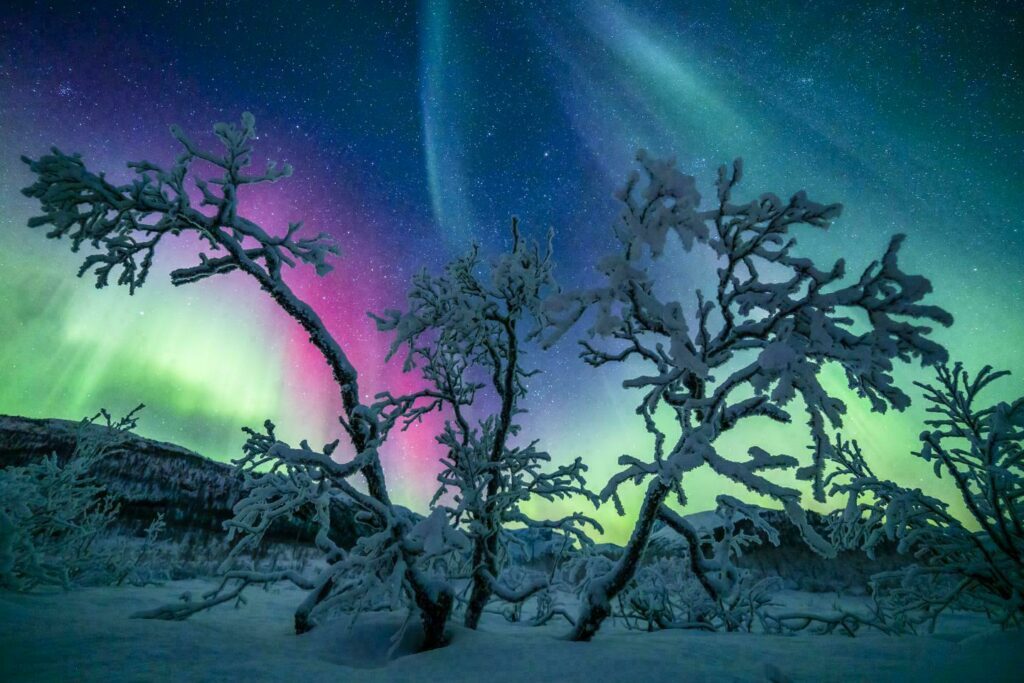 Laponie hiver aurore boréale - Fairy Tree