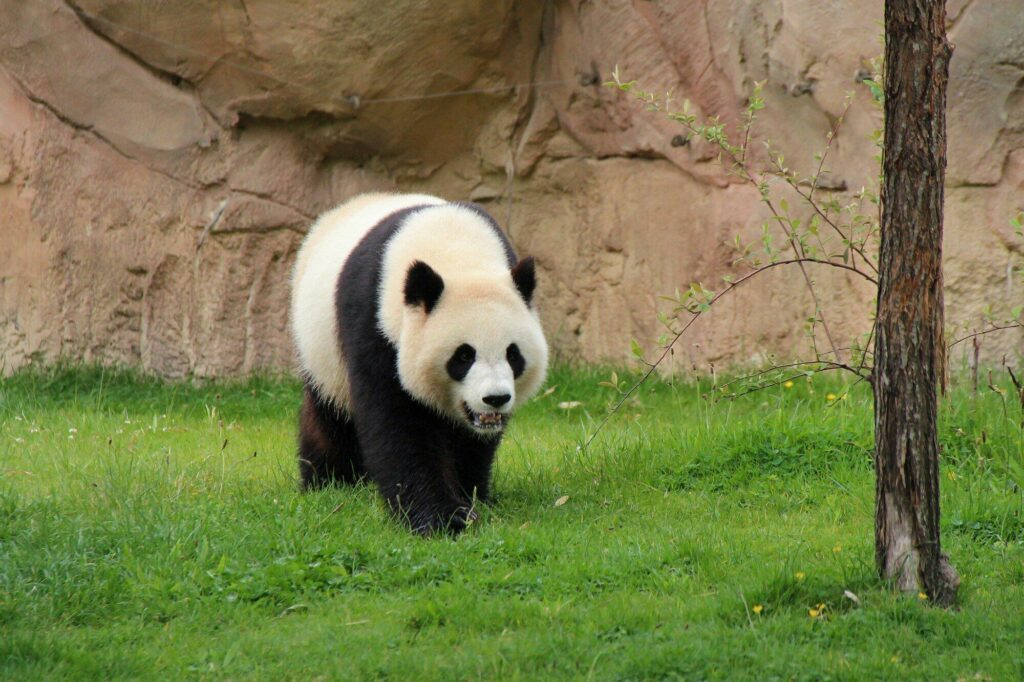 panda zoo w Beauval