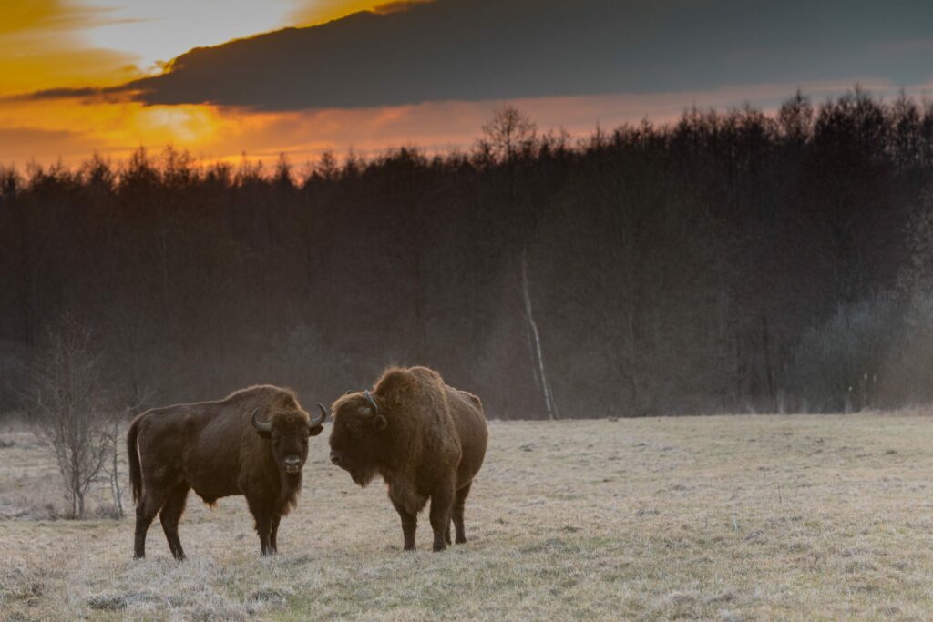 parc national de Bialowieza