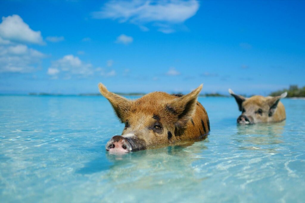Photo de voyage insolite : les cochons aux Bahamas