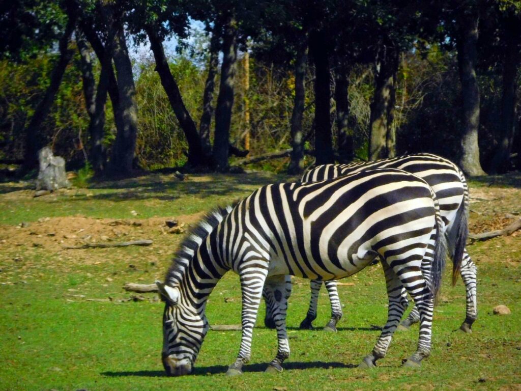 Safari de Peaugres