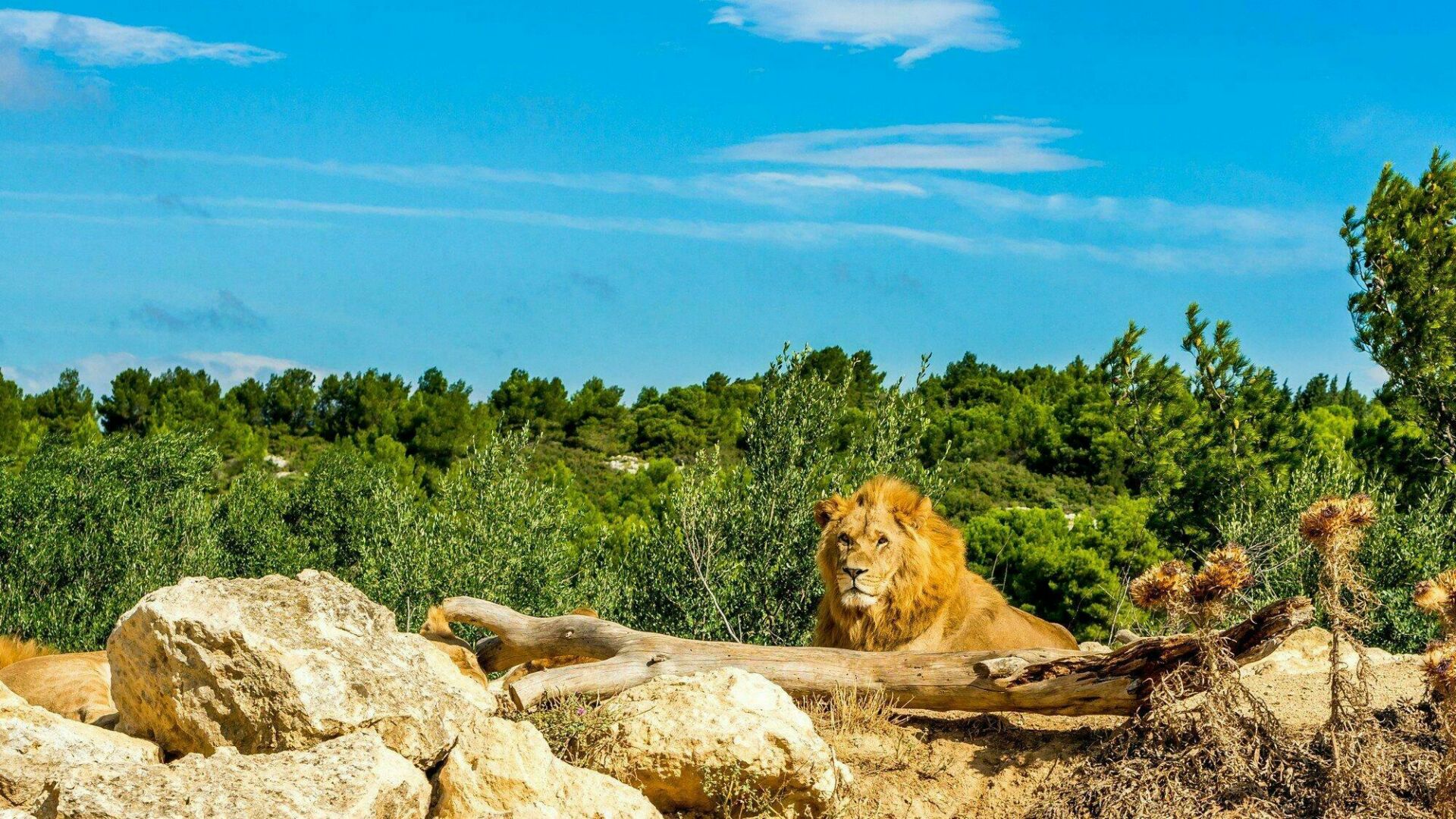 Les Plus Grand Zoo De France Quel est le meilleur zoo de France ? Voici nos 10 incontournables