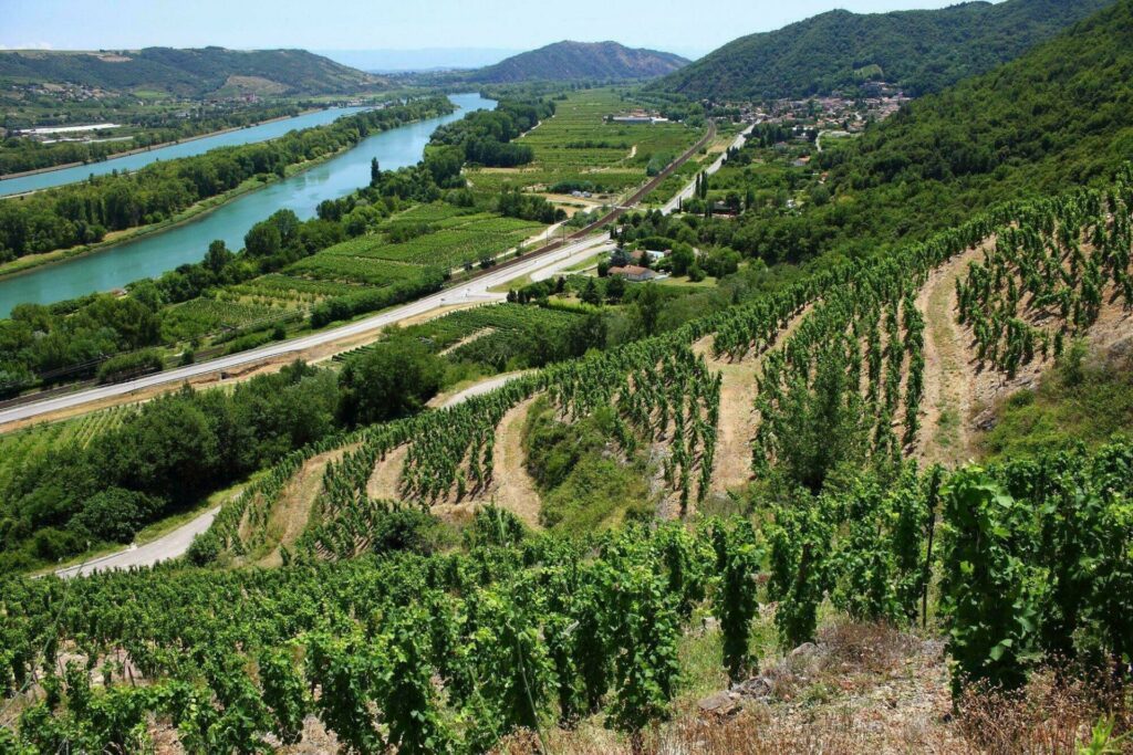 Vallée du Rhône oenologie
