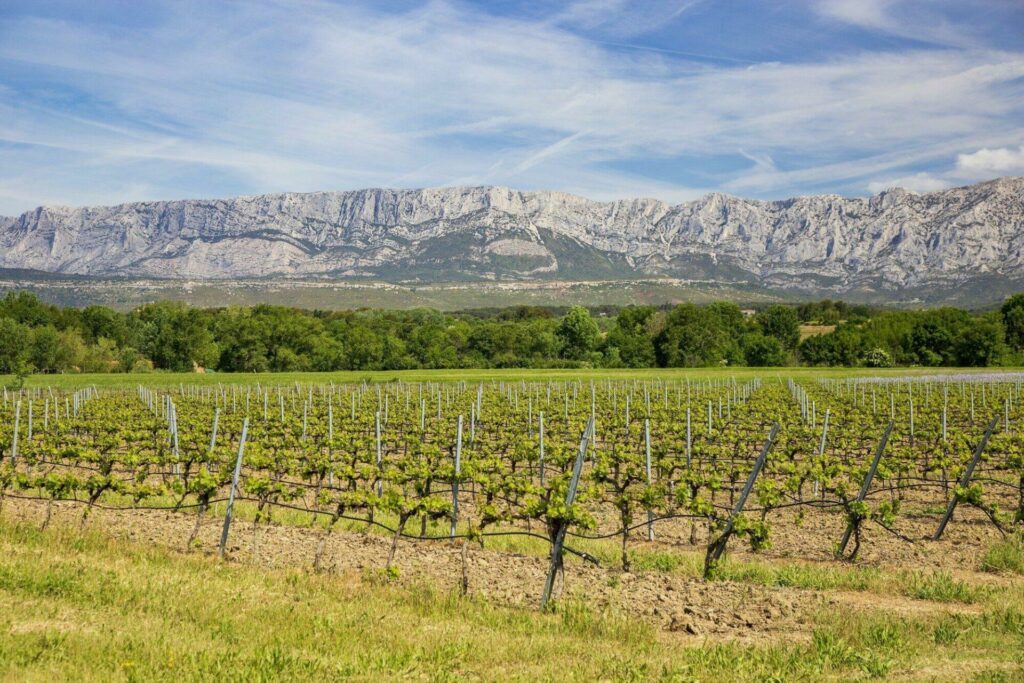 vignoble Aix-en-Provence oenologique