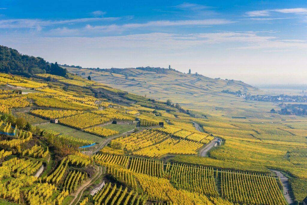 vignoble Alsace