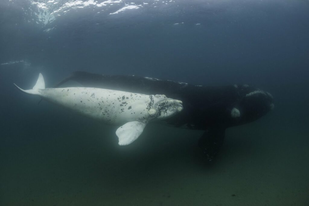baleine albinos
